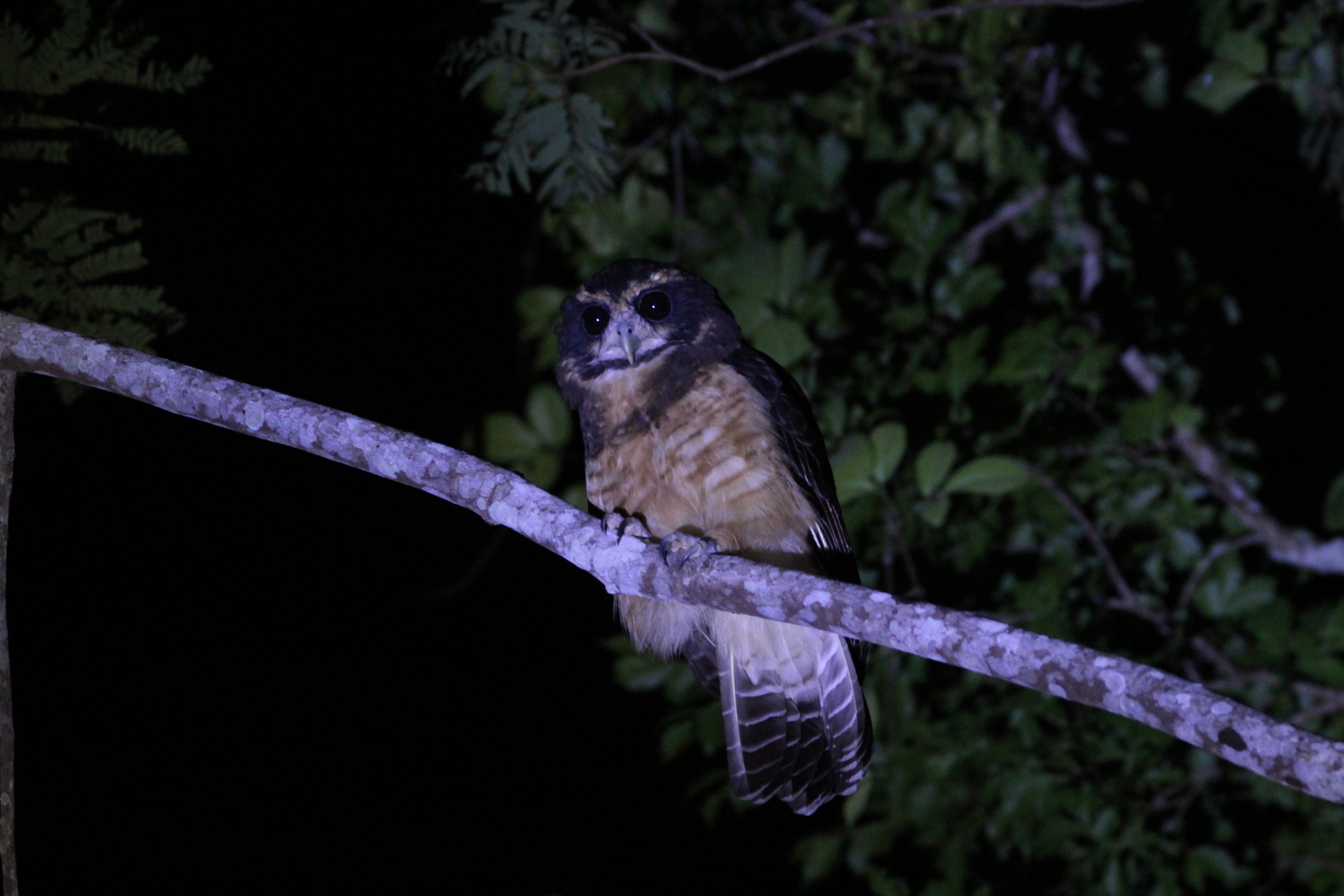 Tawny-browed Owl (Pulsatrix koeniswaldiana), photo 9