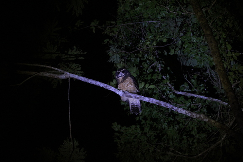 Tawny-browed Owl (Pulsatrix koeniswaldiana), photo 10