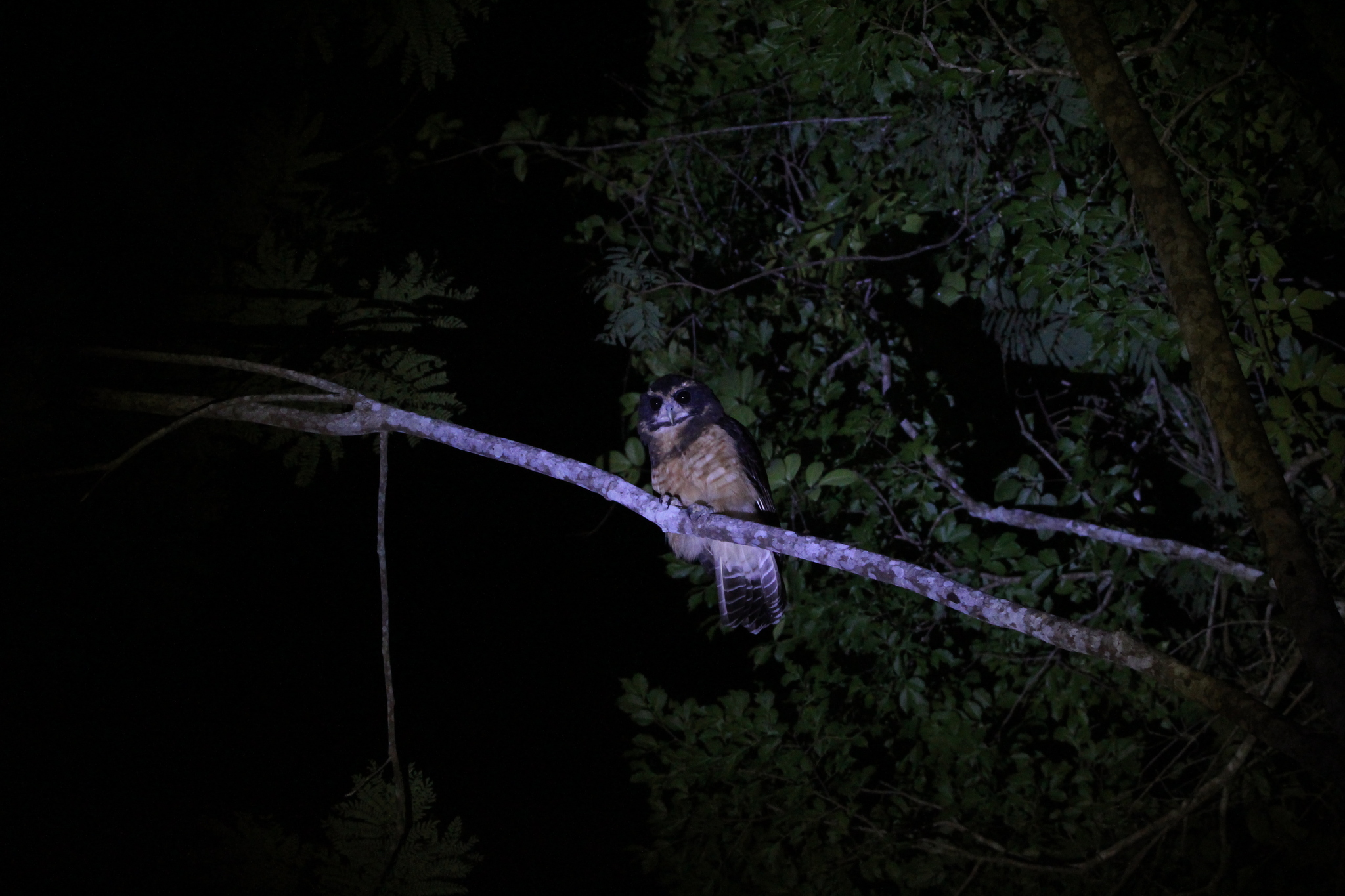 Tawny-browed Owl (Pulsatrix koeniswaldiana), photo 10