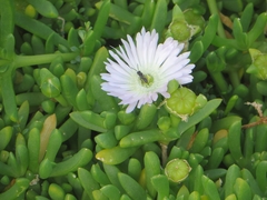 Disphyma australe australe