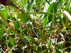 Packera heterophylla