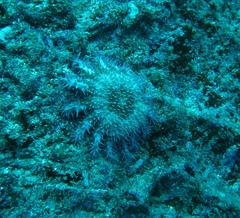 Echinodermata
