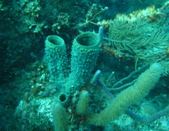 Callyspongia aculeata