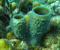 Callyspongia aculeata