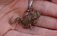 Sclerophrys mauritanica