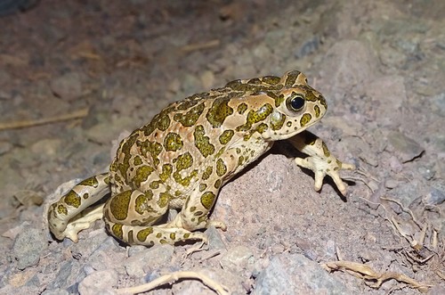 African Green Toad