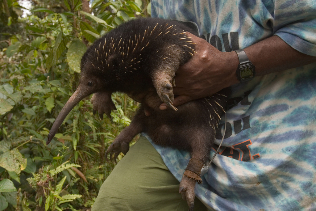 Eastern Long-Beaked Echidna