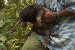 Eastern Long-Beaked Echidna photo 1