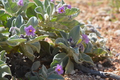 Solanum lasiophyllum
