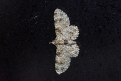 Gymnoscelis admixtaria