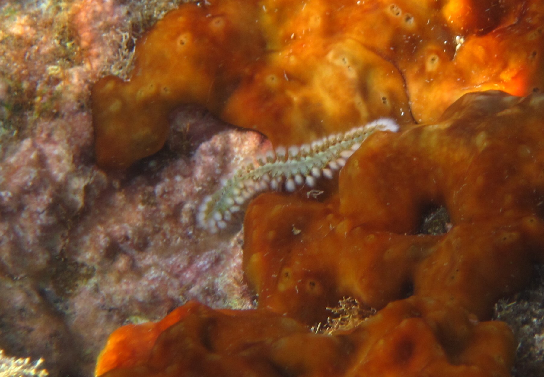 Hermodice carunculata (Pallas, 1766)