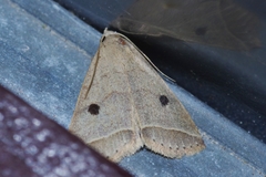 Bocula caradrinoides