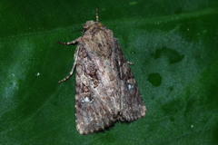 Feliniopsis indistans