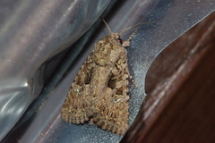 Feliniopsis indistans