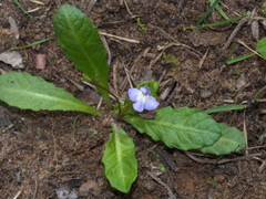 Mazus pumilio