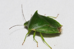 Vitellus orientalis