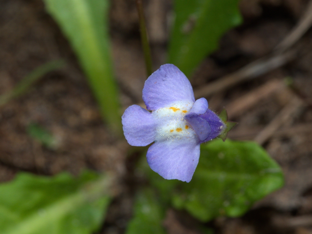 Swamp Mazus