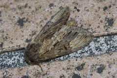 Hiradonta ohashii