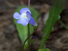 Mazus pumilio