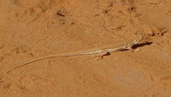 Acanthodactylus