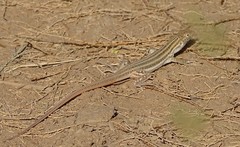 Acanthodactylus boskianus