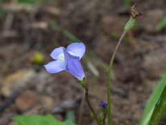 Mazus pumilio