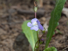 Mazus pumilio