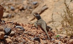 Agama bibronii