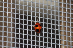 Sphaeroderma quadrimaculatum