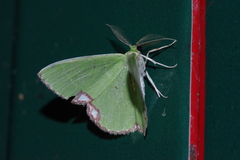 Comibaena procumbaria