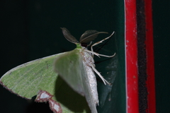 Comibaena procumbaria