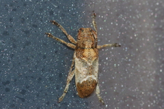 Pterolophia annulata