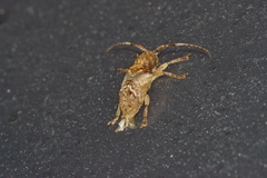 Pterolophia annulata