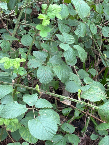 Rubus fruticosus, photograph 2