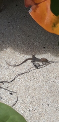 Pholidoscelis plei