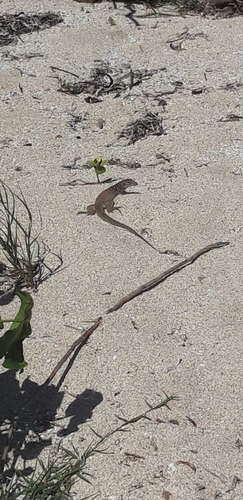 Anguilla Bank Ameiva