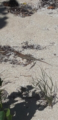 Pholidoscelis plei