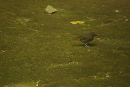 Barbados Bullfinch (Loxigilla barbadensis), photo 2