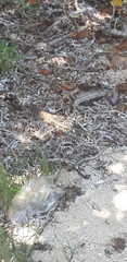 Pholidoscelis plei