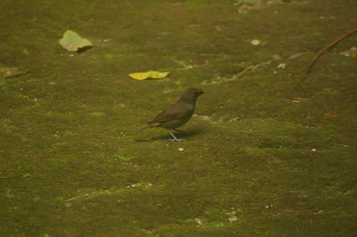Barbados Bullfinch (Loxigilla barbadensis), photo 1