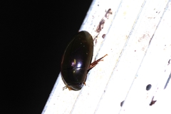 Hydrochara affinis