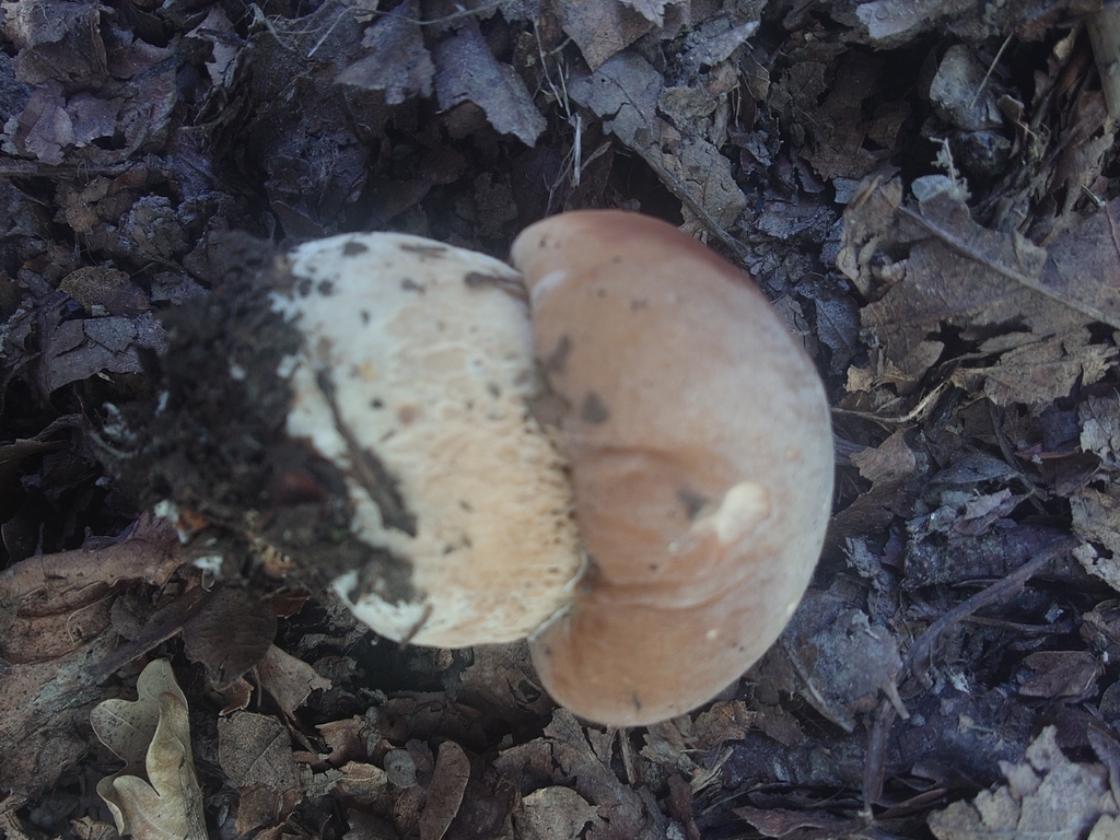 Boletus edulis · March 2026 · photo: © bythepark (iNaturalist, cc-by-nc)
