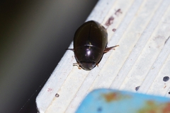 Hydrochara affinis