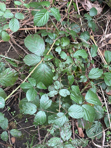 Rubus fruticosus, photograph 3
