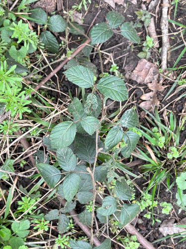 Rubus fruticosus, photograph 5