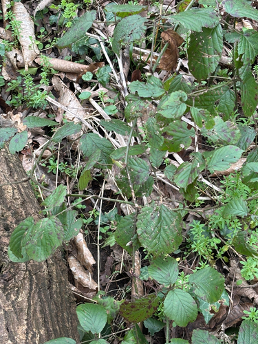 Rubus fruticosus, photograph 1