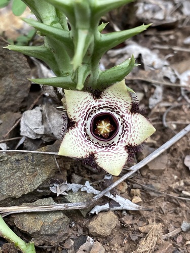 Ceropegia paradoxa image