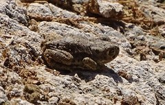 Sclerophrys mauritanica