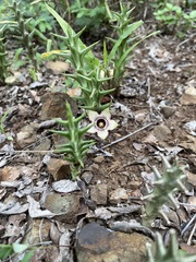 Ceropegia paradoxa image