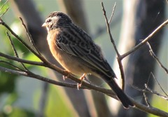 Emberiza tahapisi
